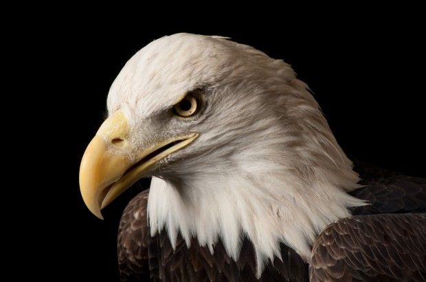 Bald eagle